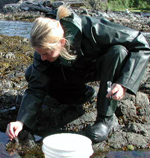 Collecting Boccardia proboscidea in tidal pools on Vancouver Island, British Columbia